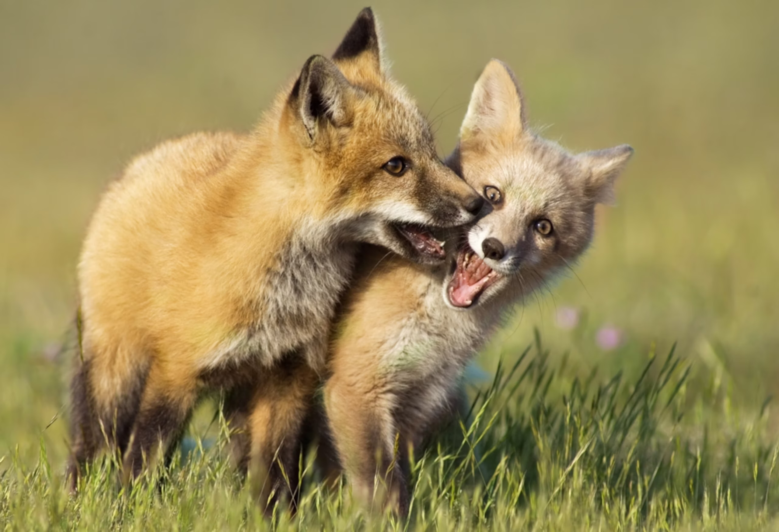 COALITION TO ABOLISH THE FUR TRADE – 2024 YEAR IN REVIEW